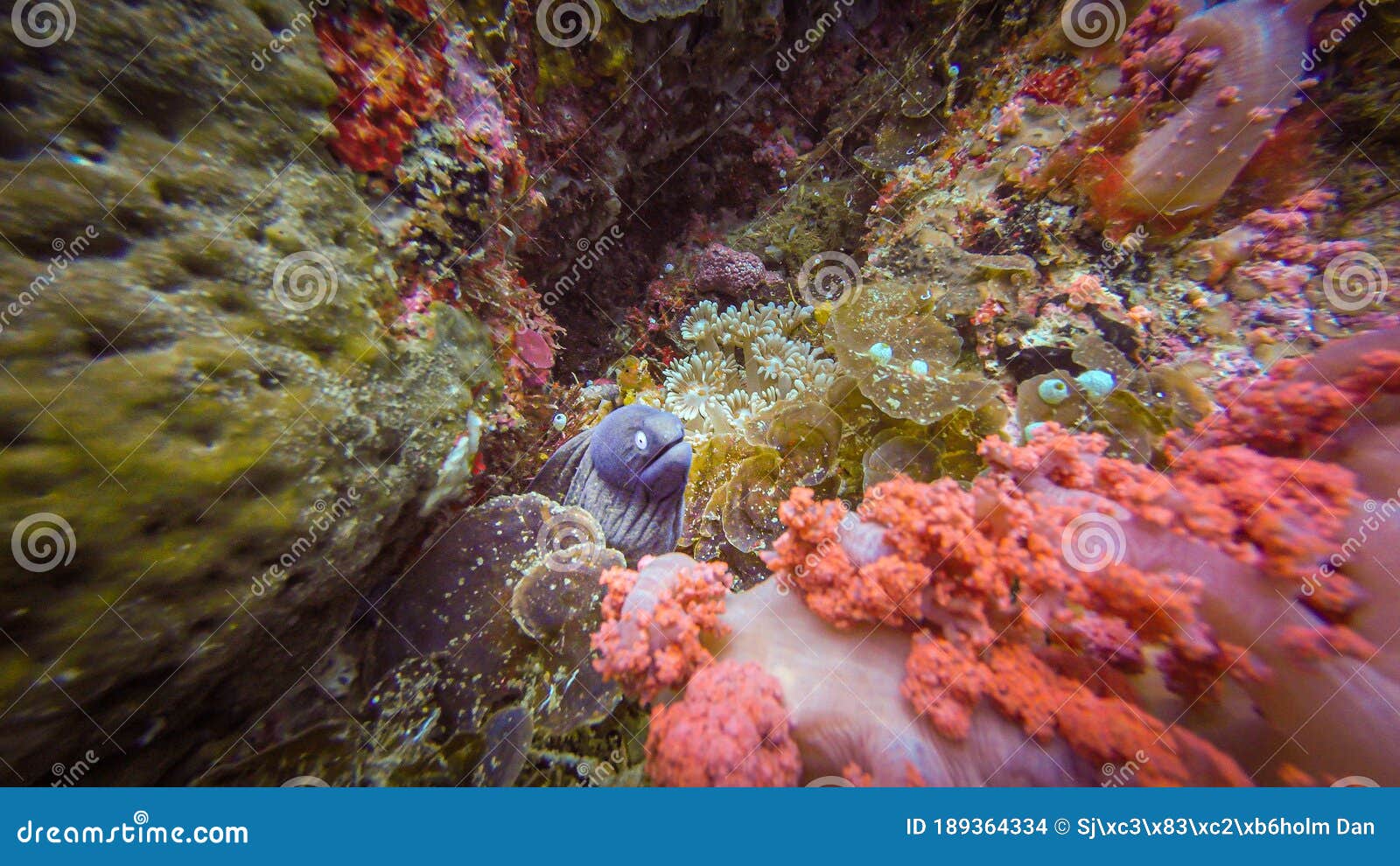 A Small Moray Eel with a Blue Head at a Beautiful Tropical Coral Reef ...