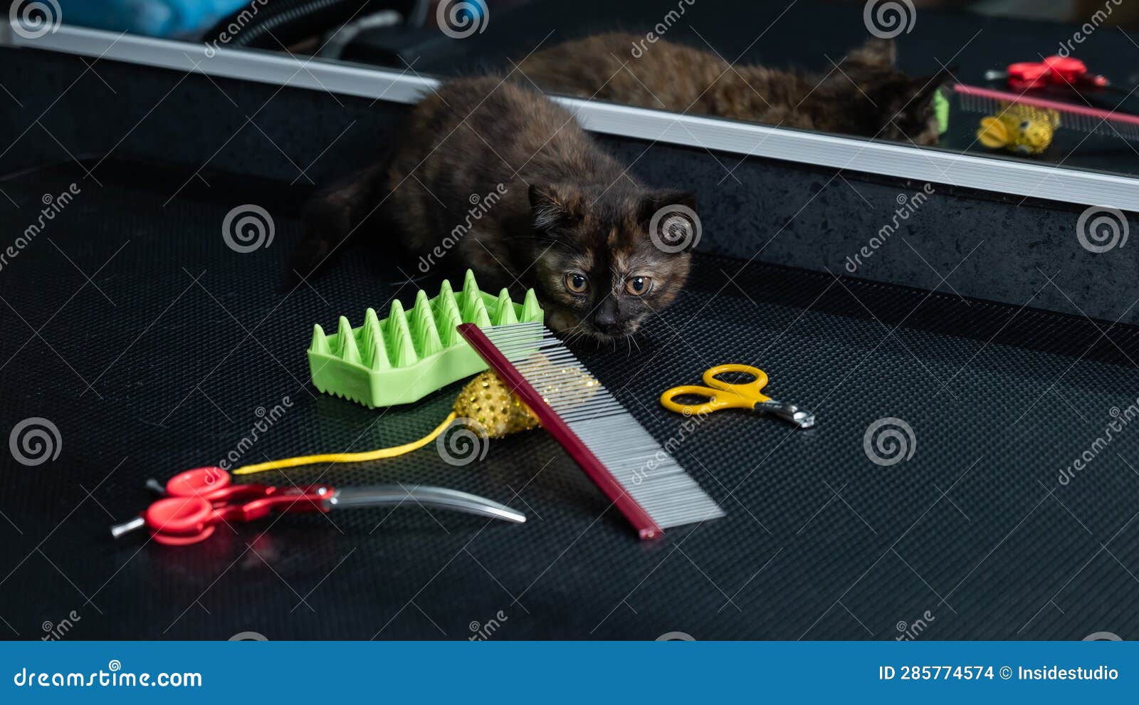 Small Motley Kitten in a Grooming Salon. Stock Photo Image of