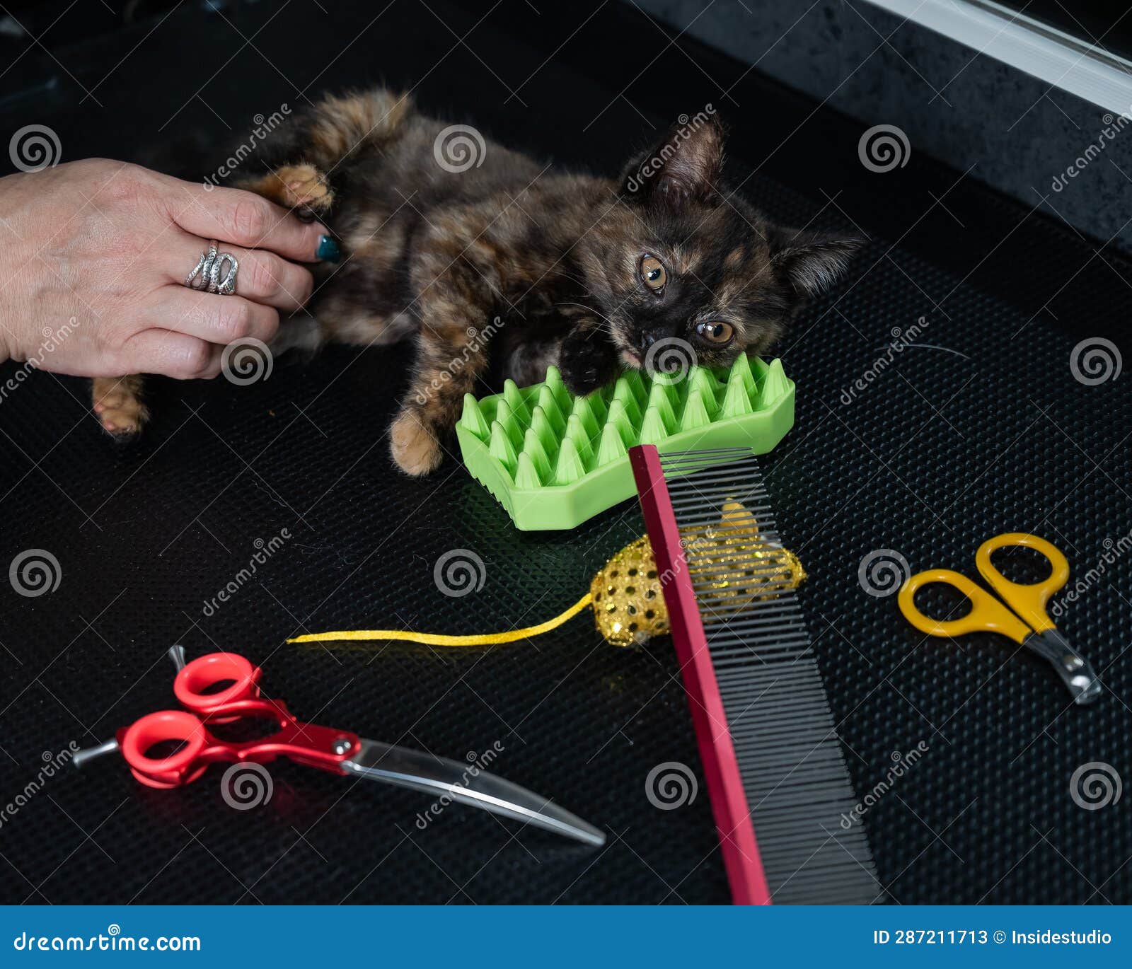 Small Motley Kitten in a Grooming Salon. Stock Image Image of