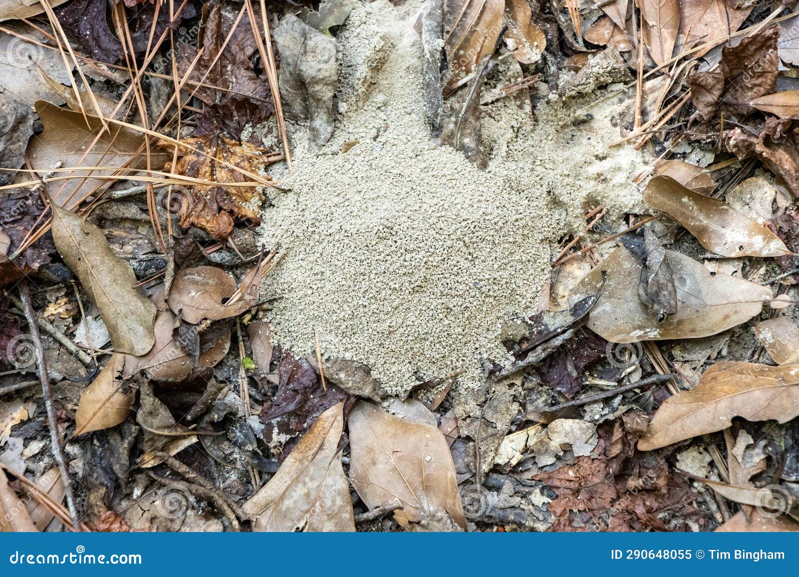 Small Mound of Dirt Built by Insects Stock Image Image of wood, rock