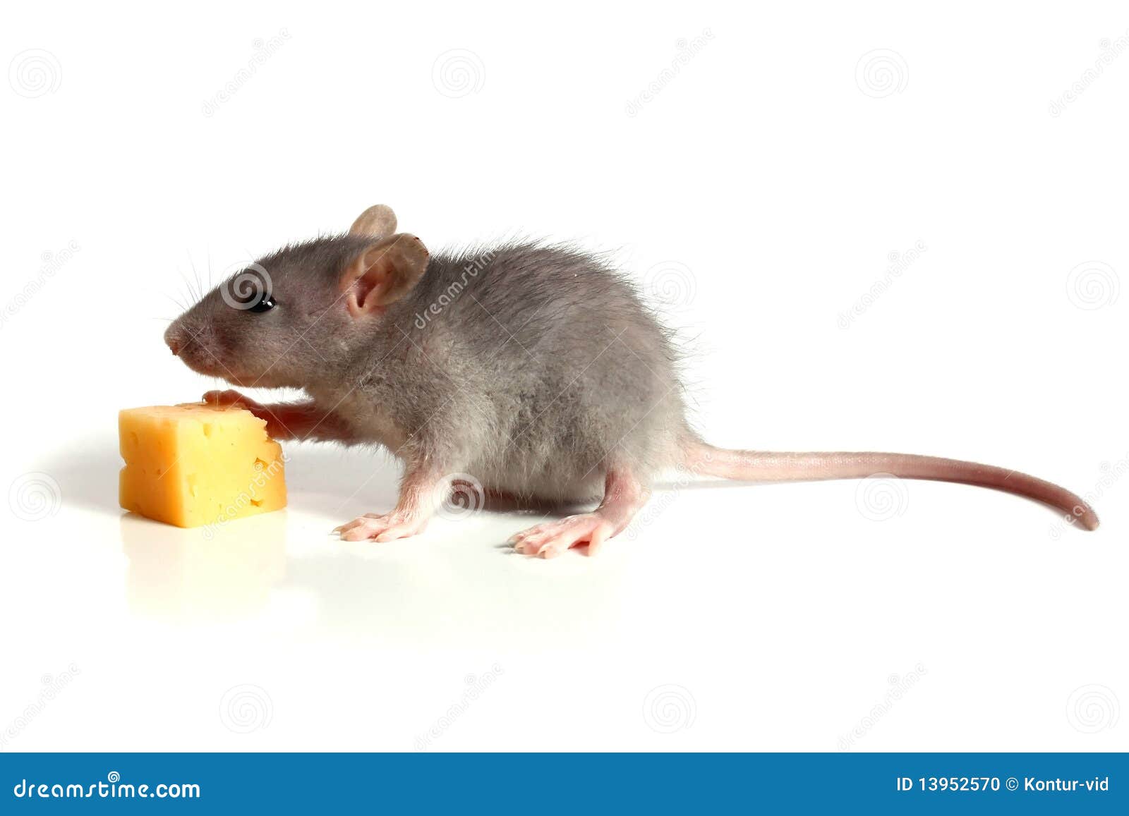 34,995 Small Mouse Stock Photos - Free & Royalty-Free Stock Photos from Dreamstime 34,995 Small Mouse Stock Photos - Free & Royalty-Free Stock Photos from Dreamstime