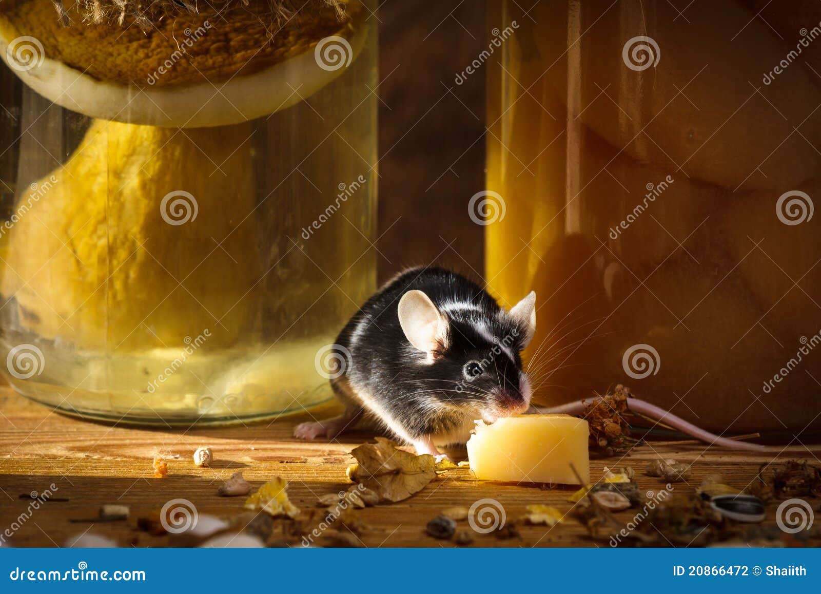 Small mouse eating cheese in basement. Small mouse eating cheese in larder