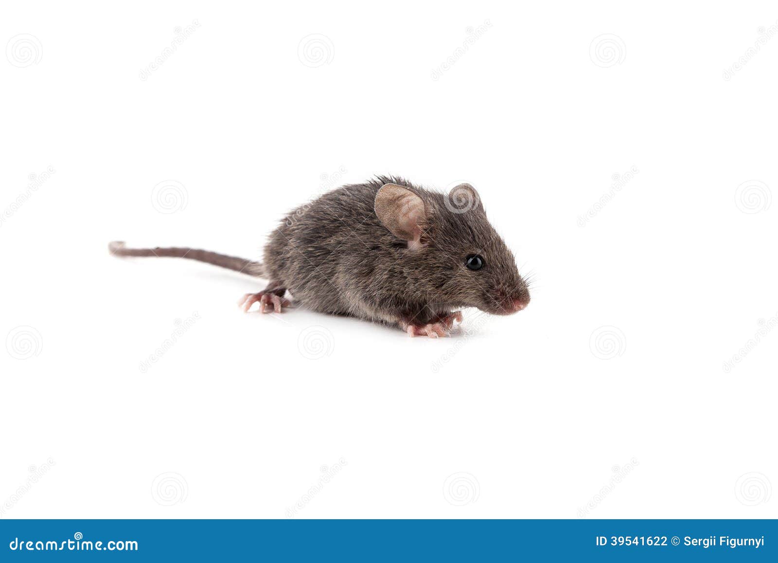 Small mouse stock photo. Image of black, horizontal, head - 39541622