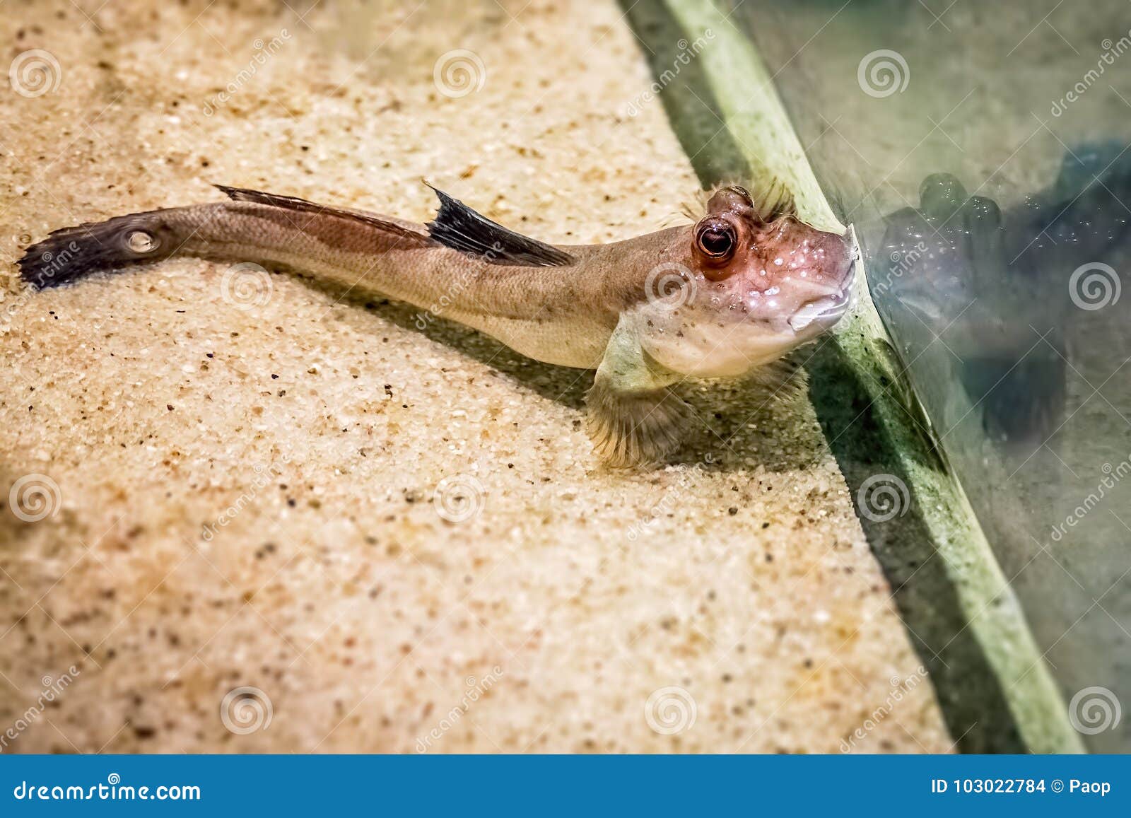 mud skipper mud skipper