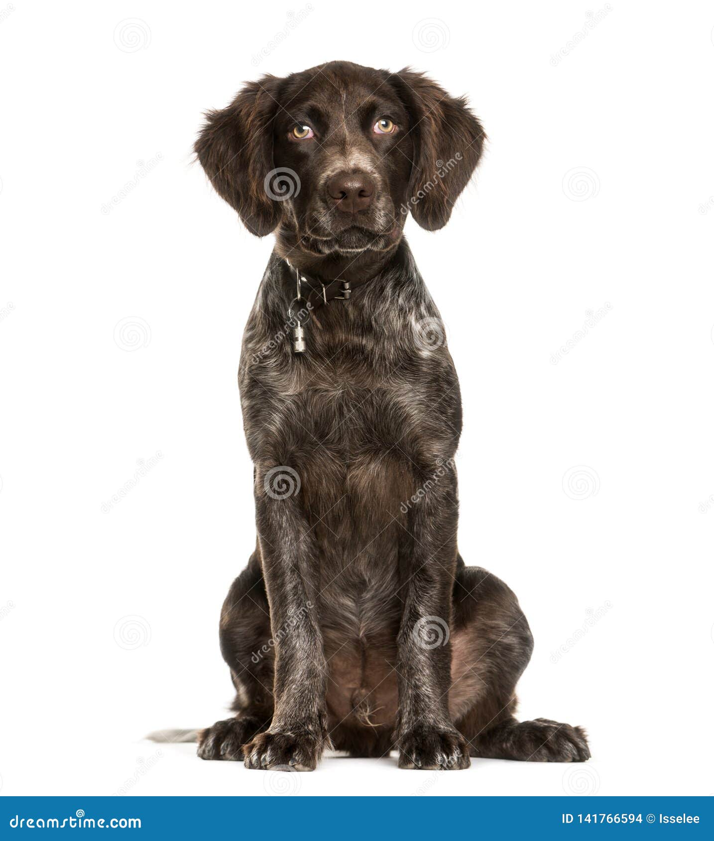 Small Munsterlander 4 Months Old Stock Photo Image Of Front Brown 141766594