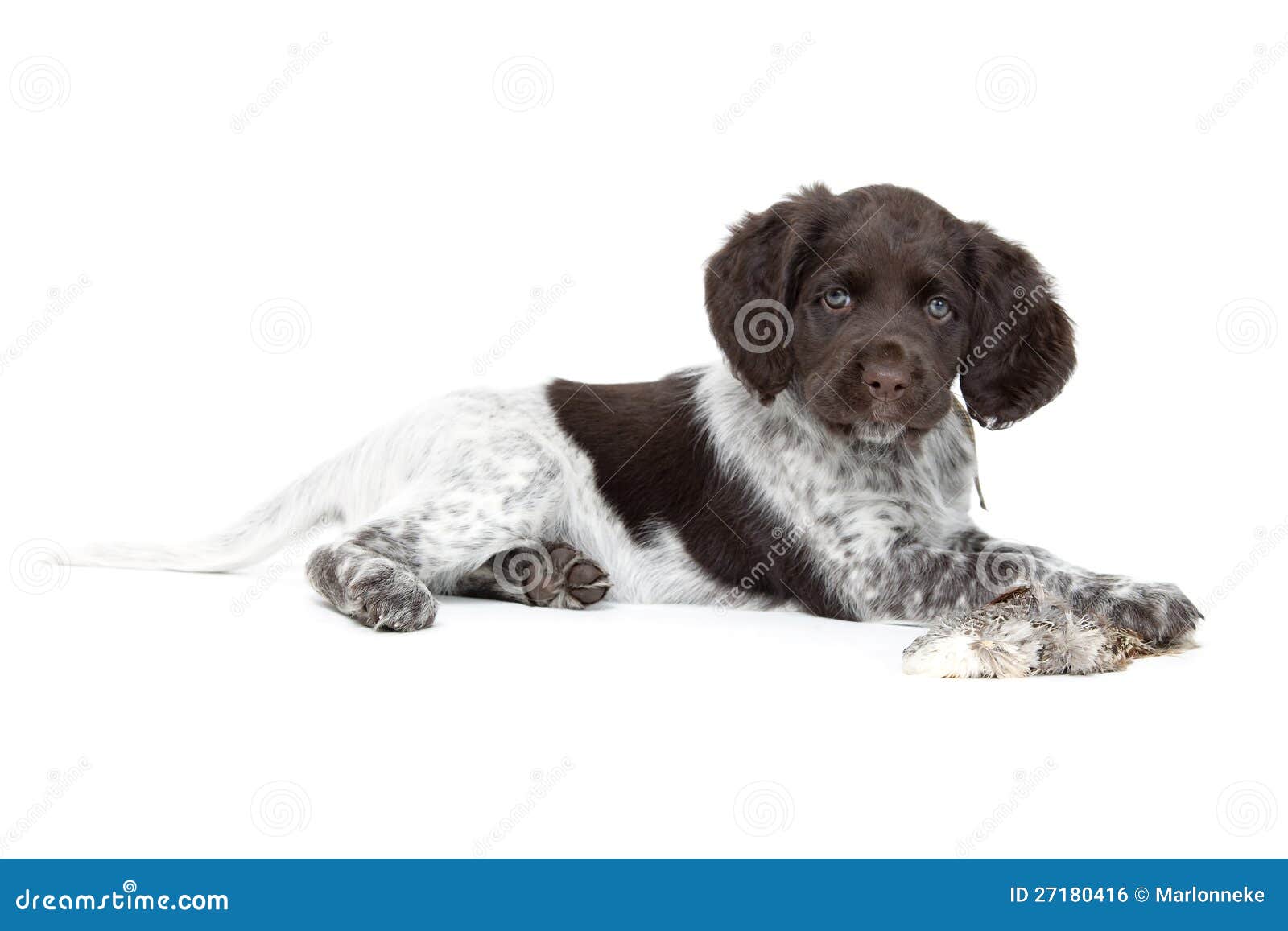 munsterlander puppies