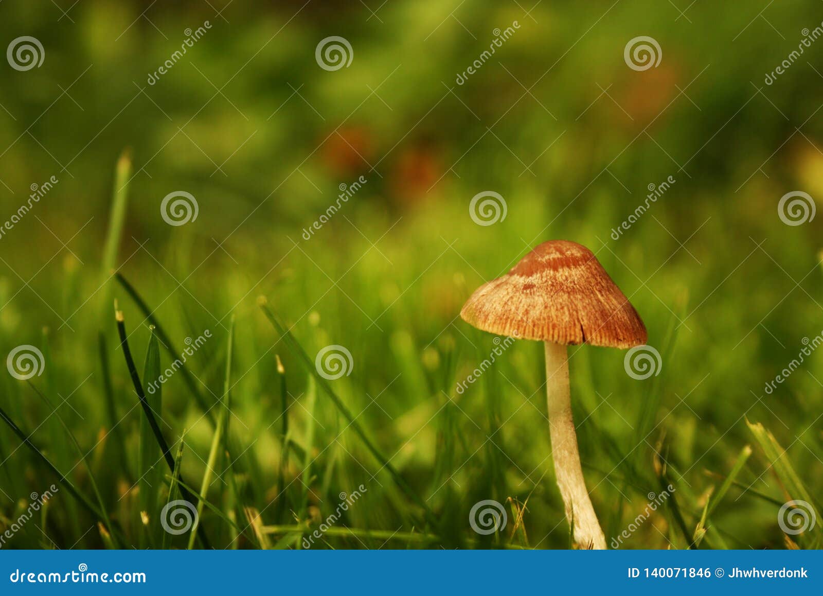 A Small Mushroom Growing in a Field of Grass Stock Photo Image of healthy, environment 140071846