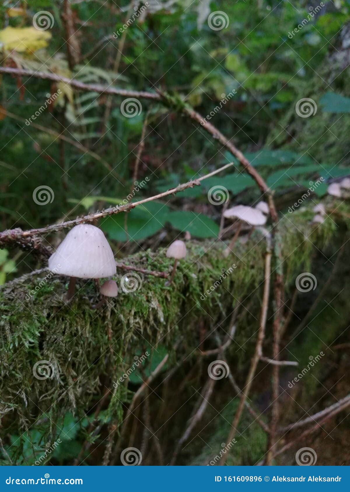 Small Mushrooms Grow Directly on Tree Branches Stock Photo Image of