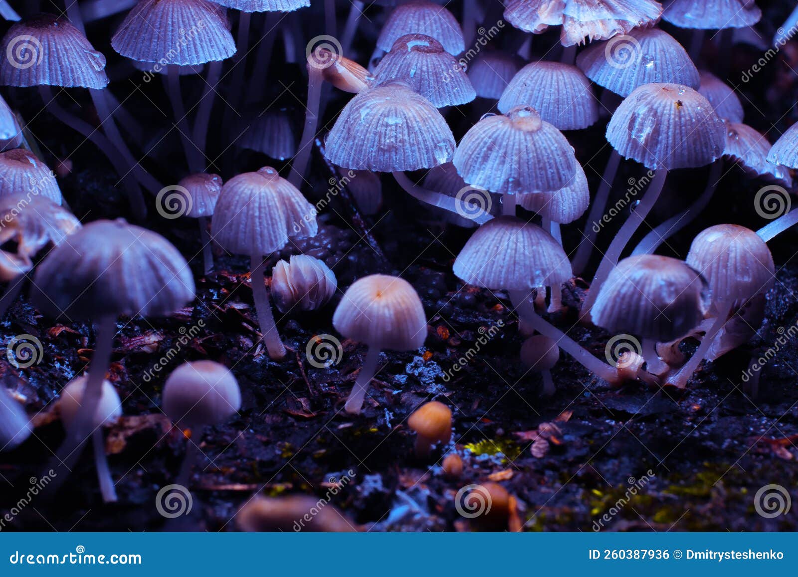 Small Mushrooms Toadstools. Psilocybin Mushrooms Under Ultraviolet