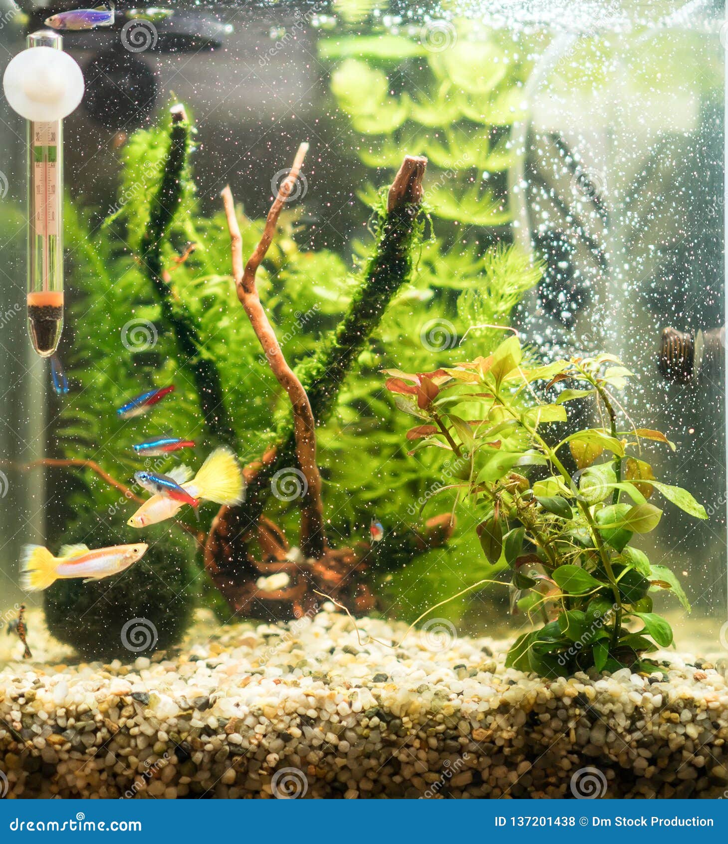 Small nano cube aquarium stock photo. Image of snail 137201438