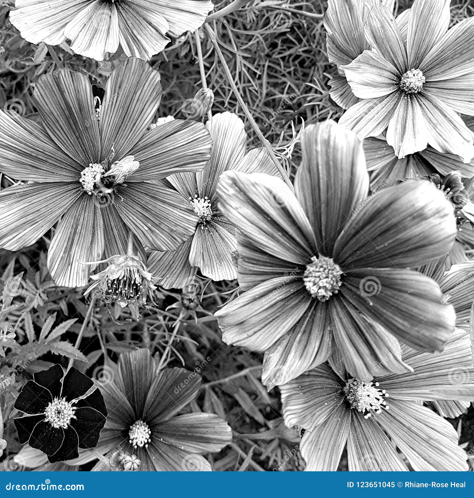 Black And White Greyscale Photo Of Cosmos Flowers With A Bee Stock Image Image Of Flowers Black 123651045