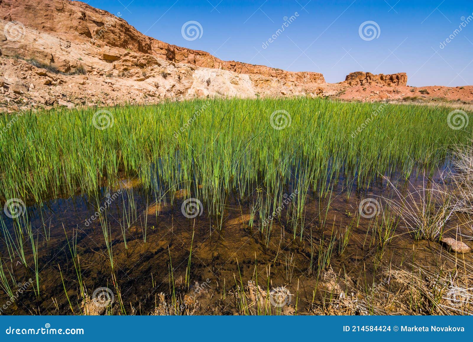Small Natural Lakes in the Desert Full of Green Grass As a Oasis for Animals between Zaida and Midelt in Morocco Stock Photo - Image of lake, grass: 214584424 Small Natural Lakes in the Desert Full of Green Grass As a Oasis for Animals between Zaida and Midelt in Morocco Stock Photo - Image of lake, grass: 214584424