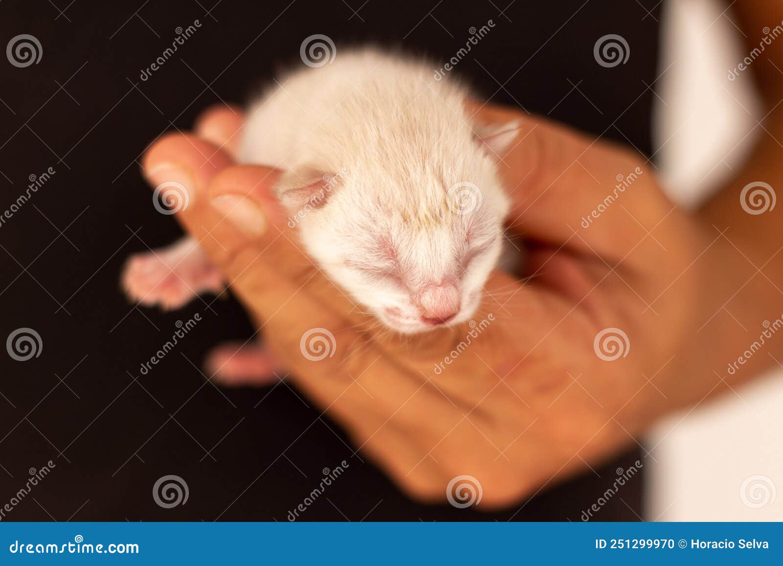 small newborn cat held by the hand of a man dressed in black. concept of frailty