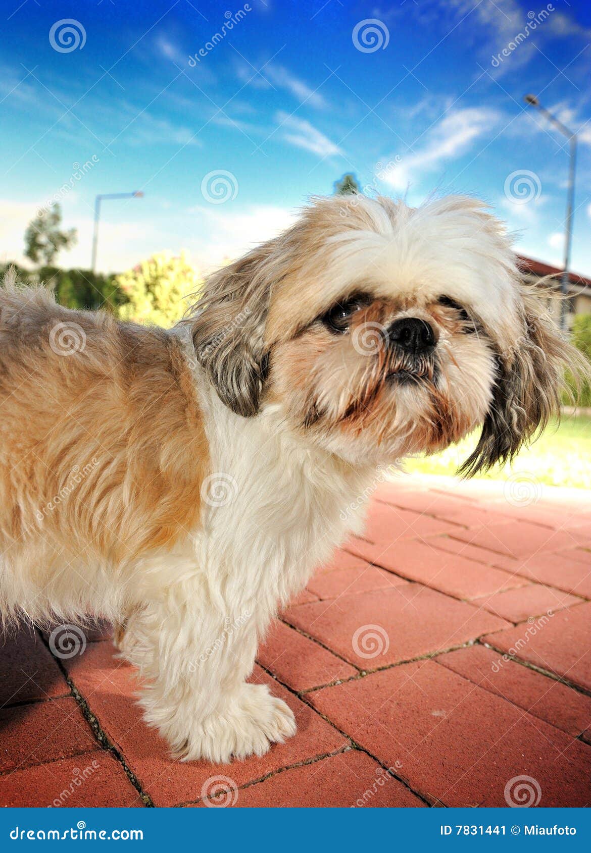 Small Nice Dog Beautiful Blue Sky Red Stone Stock Image Image of cute