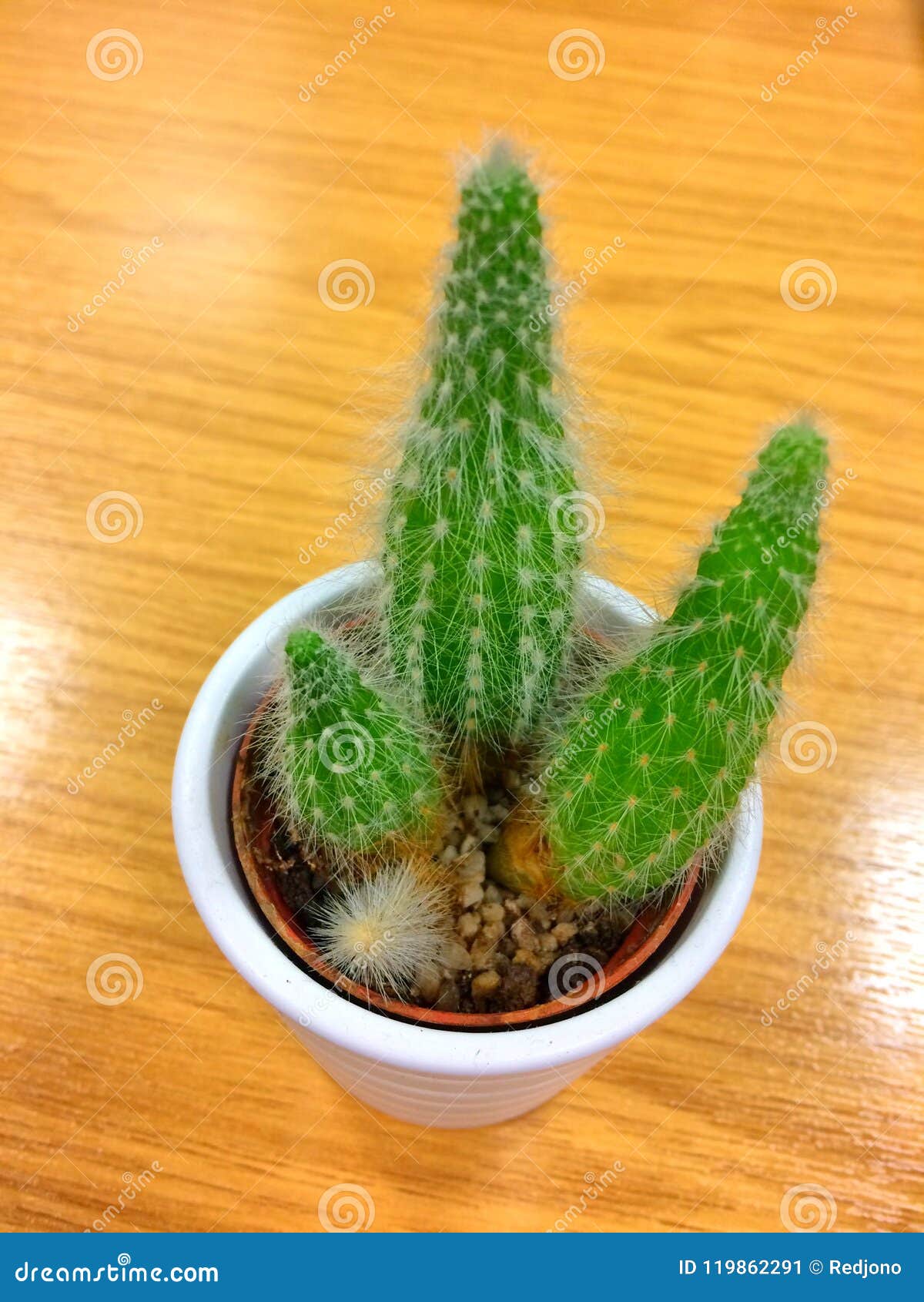 Small Office Potted Cactus Plant On Desk Stock Image Image Of