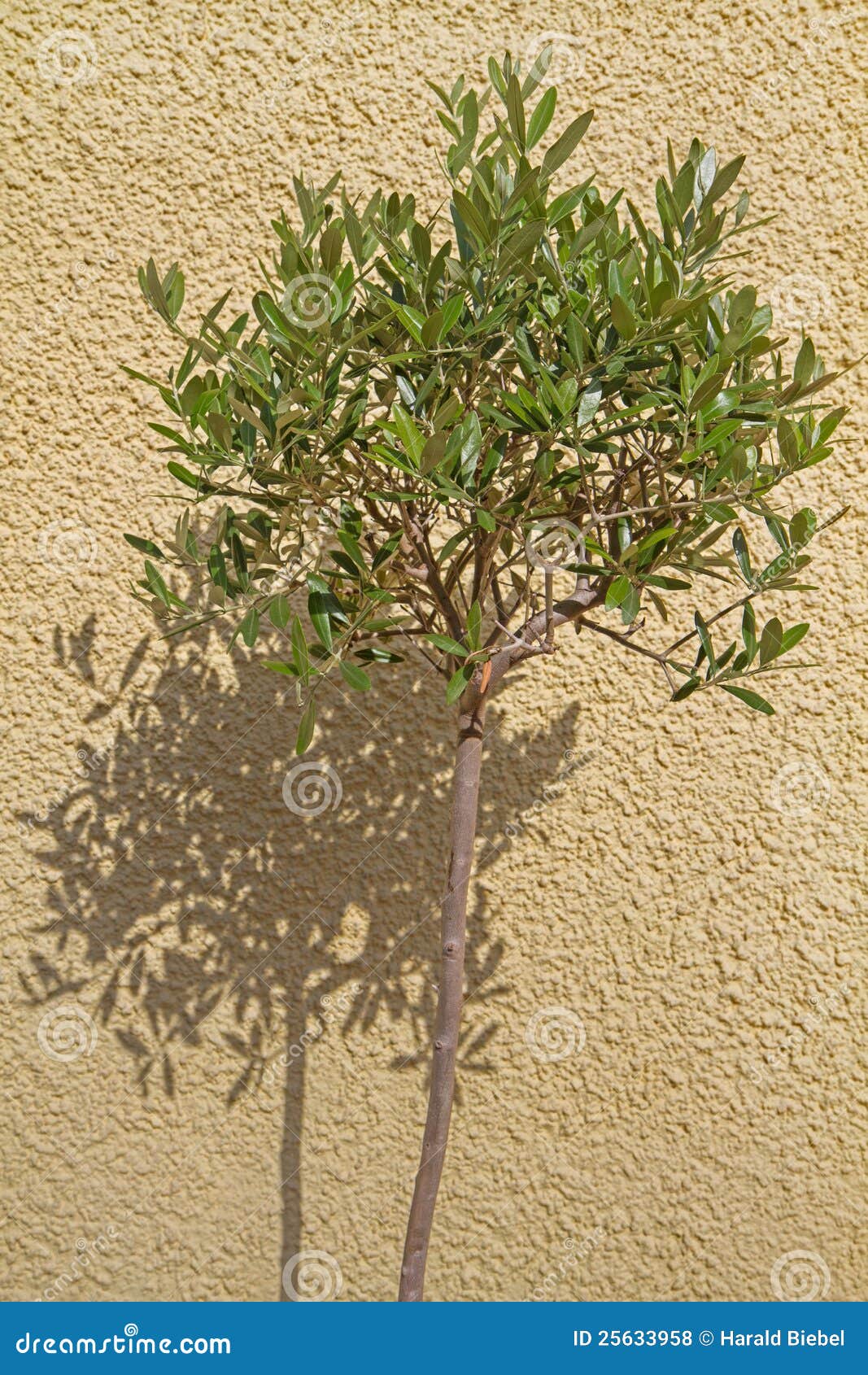 small olea europea tree casting shadow