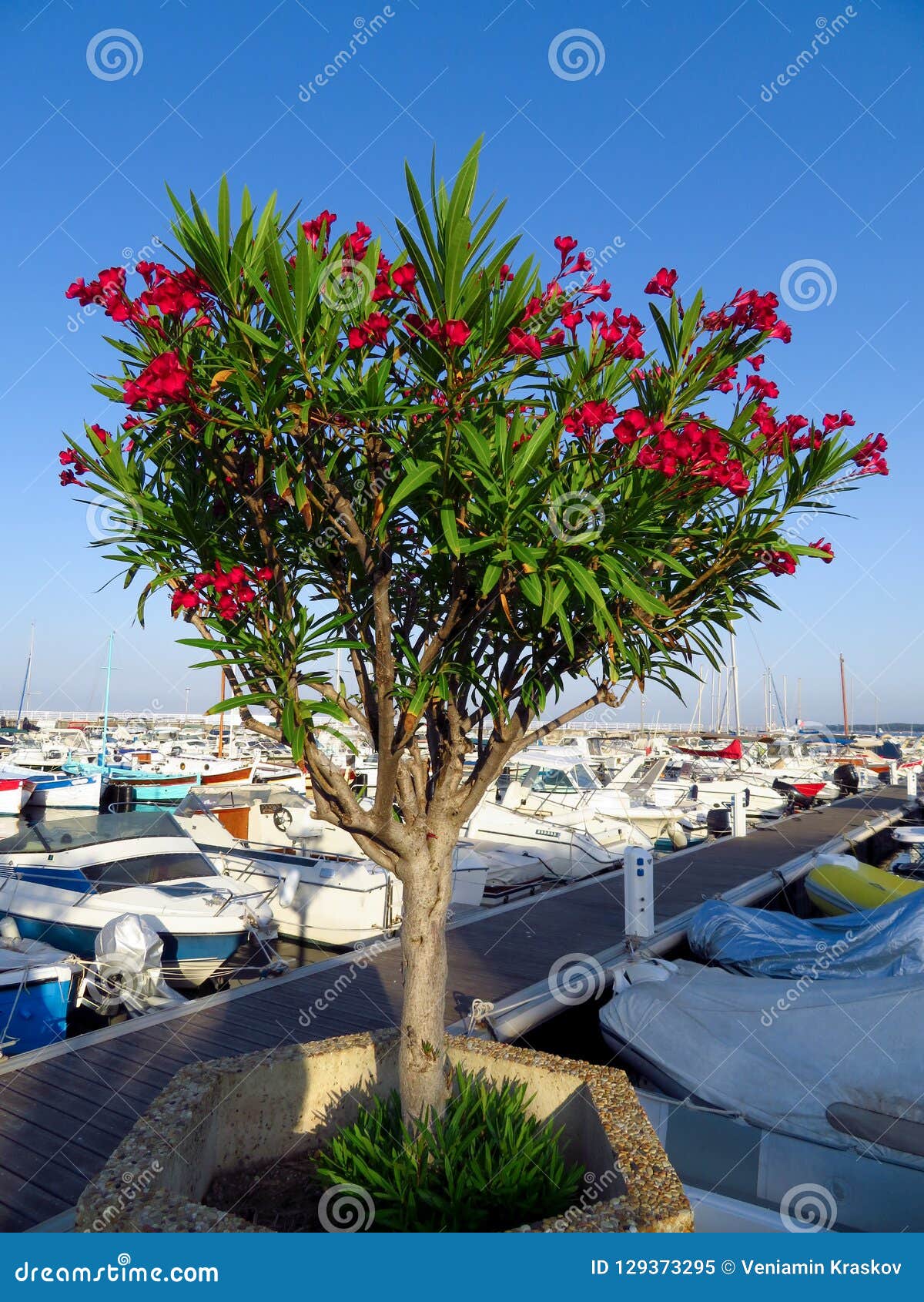Oleander Tree (Nerium Oleander) Lake Garda RoyaltyFree Stock