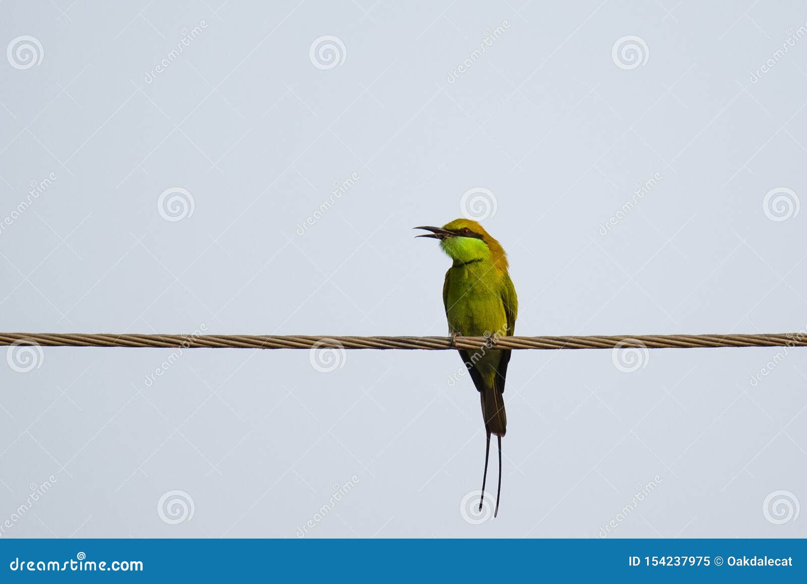 Green Bee-Eater Swallowing Bee Stock Image - Image of pointed, beak:  154237975