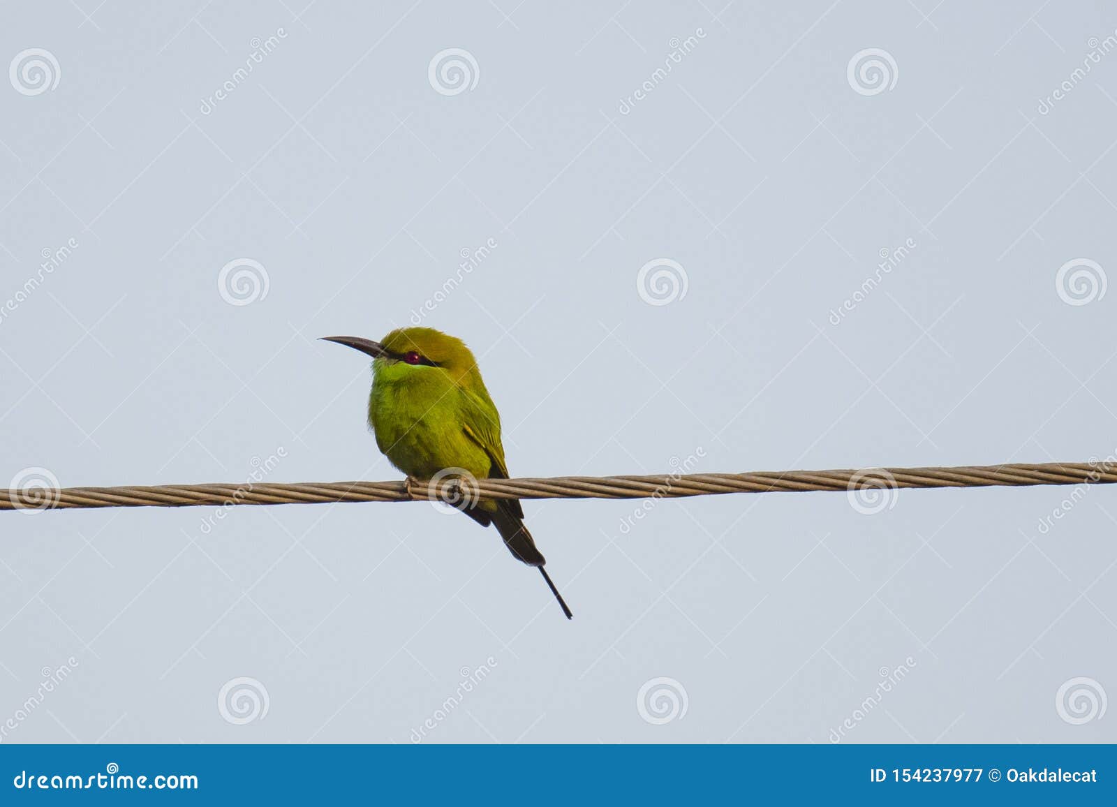 Profile of Green Bee-Eater on a Wire Stock Image - Image of olive,  perching: 154237977