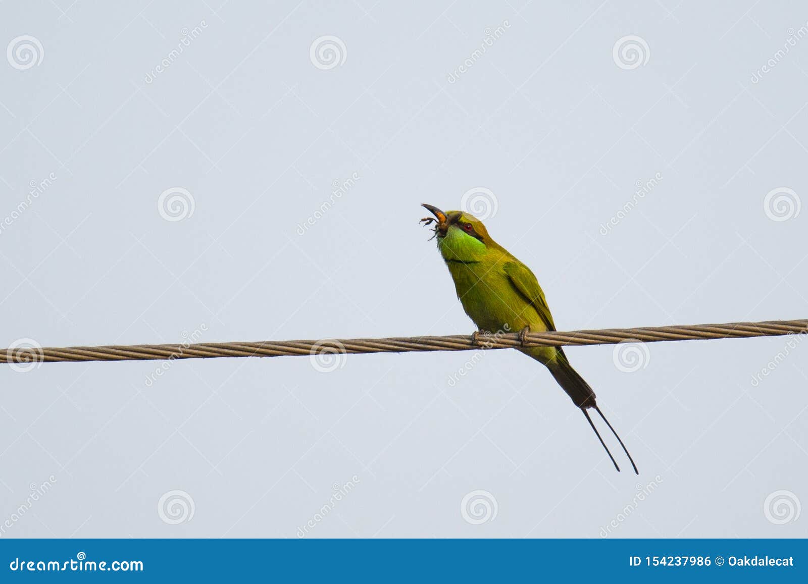 Green Bee-Eater Catching a Bee Stock Photo - Image of birds, perch:  154237986