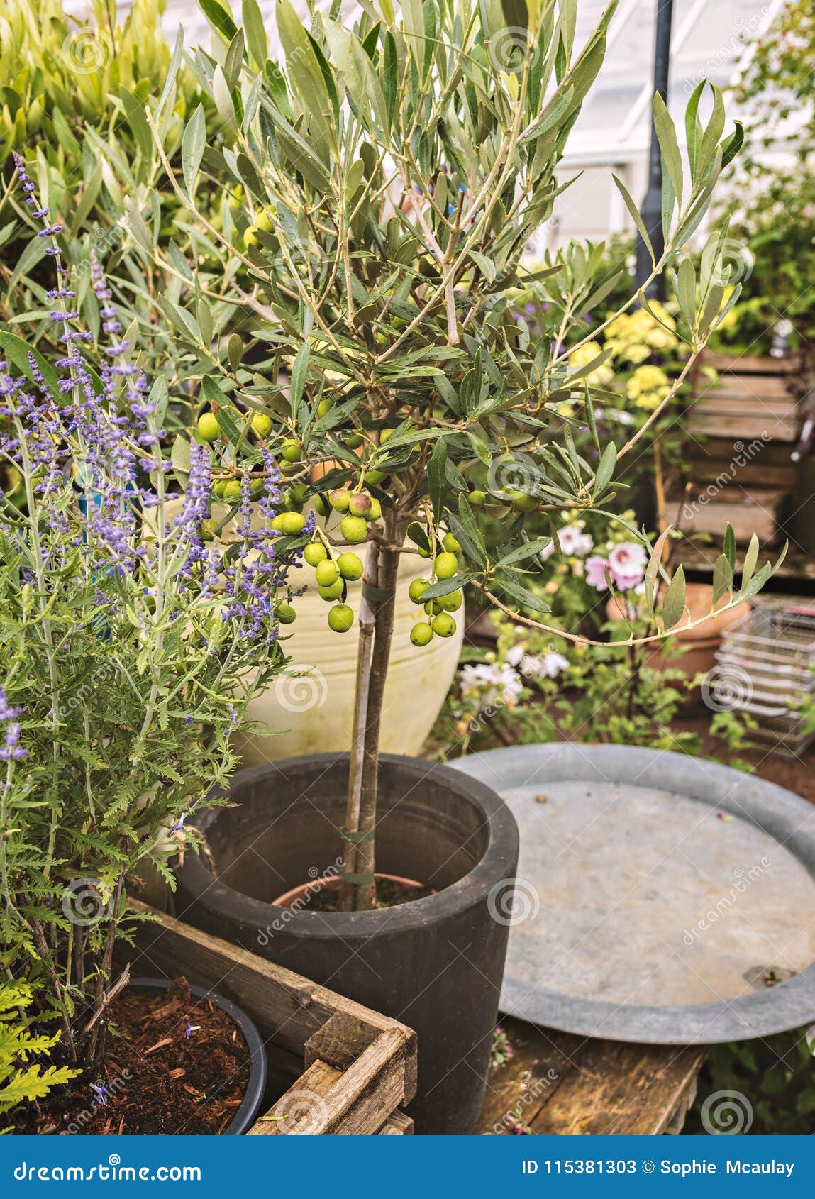 Small olive tree in pot stock image. Image of cultivation 115381303