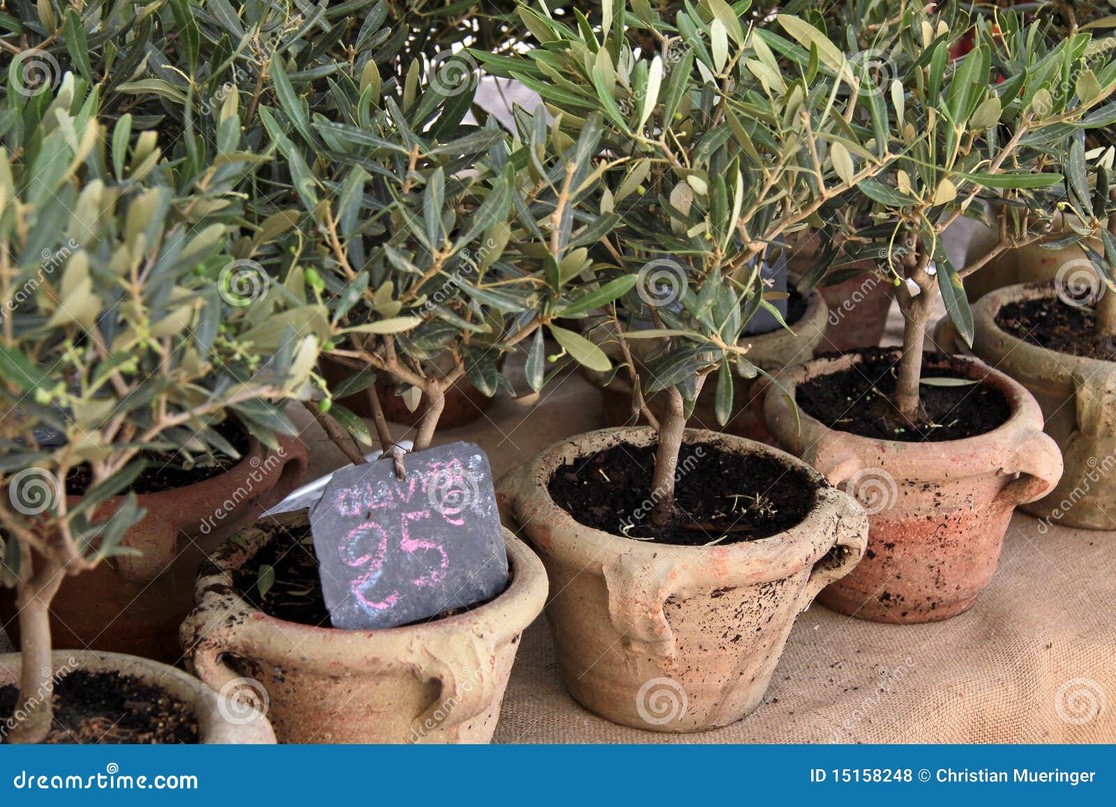 Small olive trees stock photo. Image of cote, pots, midi 15158248