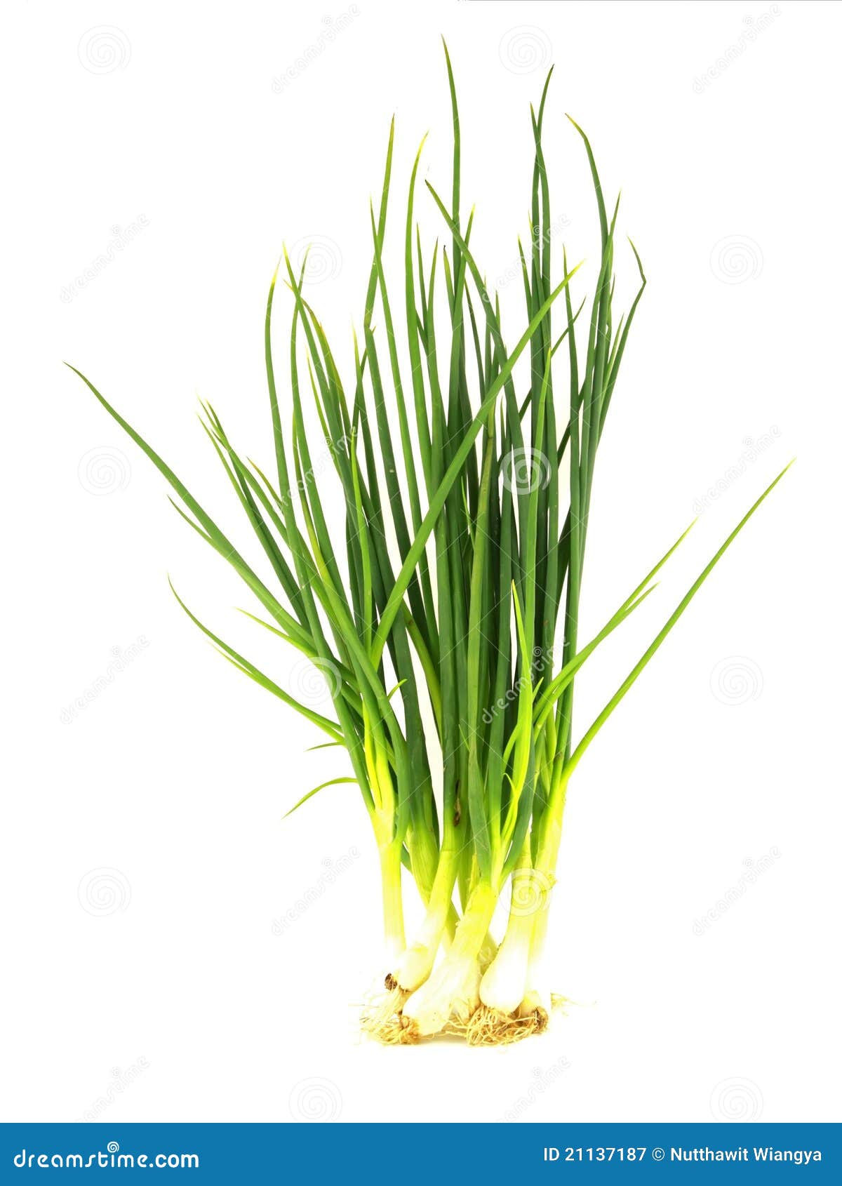 Small onion with chives. stock image. Image of green 21137187