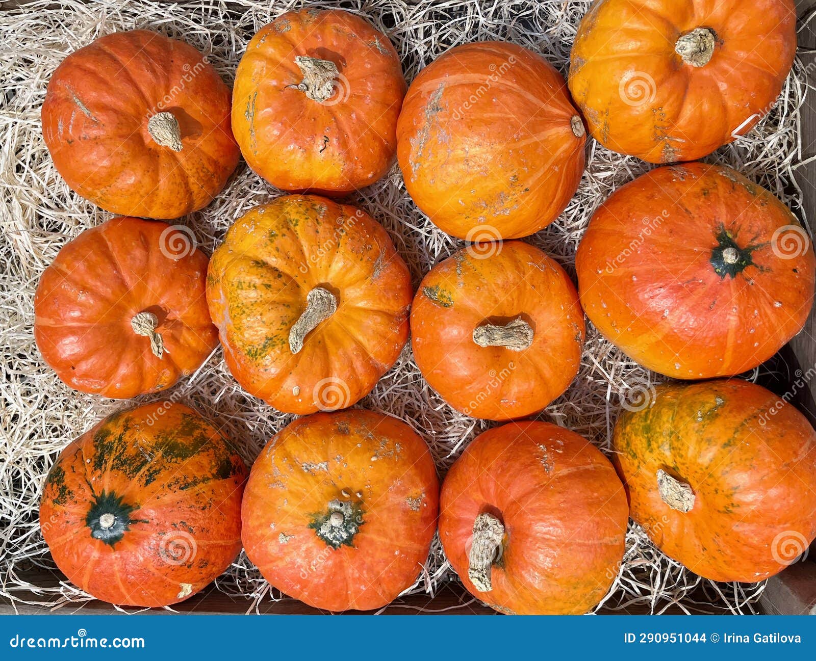 Small Orange Pumpkins in the Store Stock Photo Image of squash