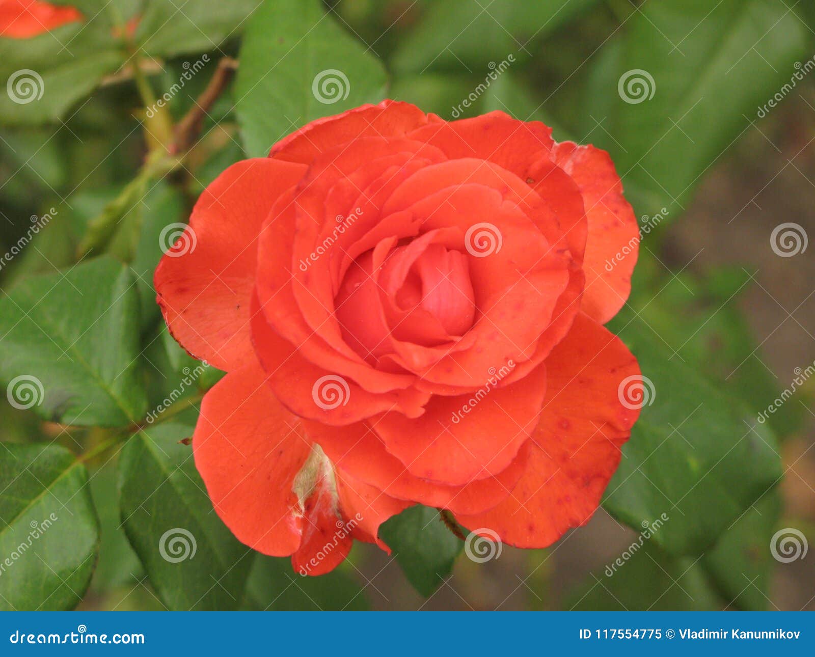 Small orange rose flower stock image. Image of little - 117554775