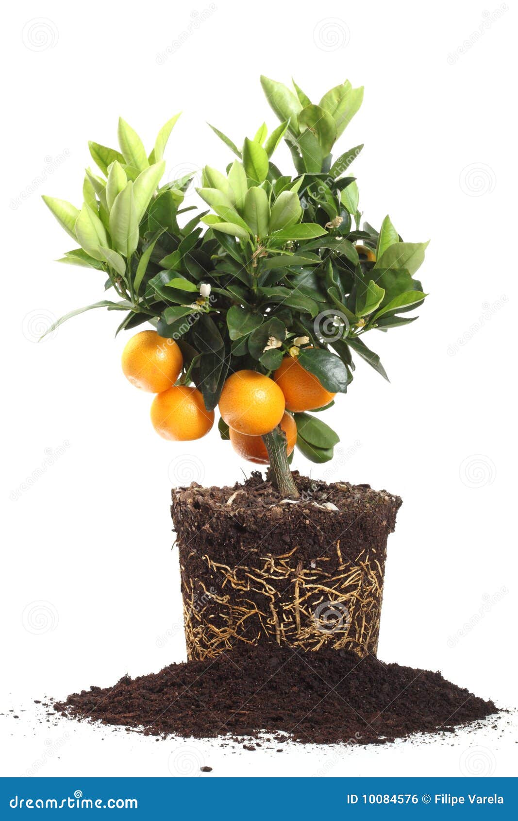 Small orange tree isolated on white. Small orange tree with roots isolated on white