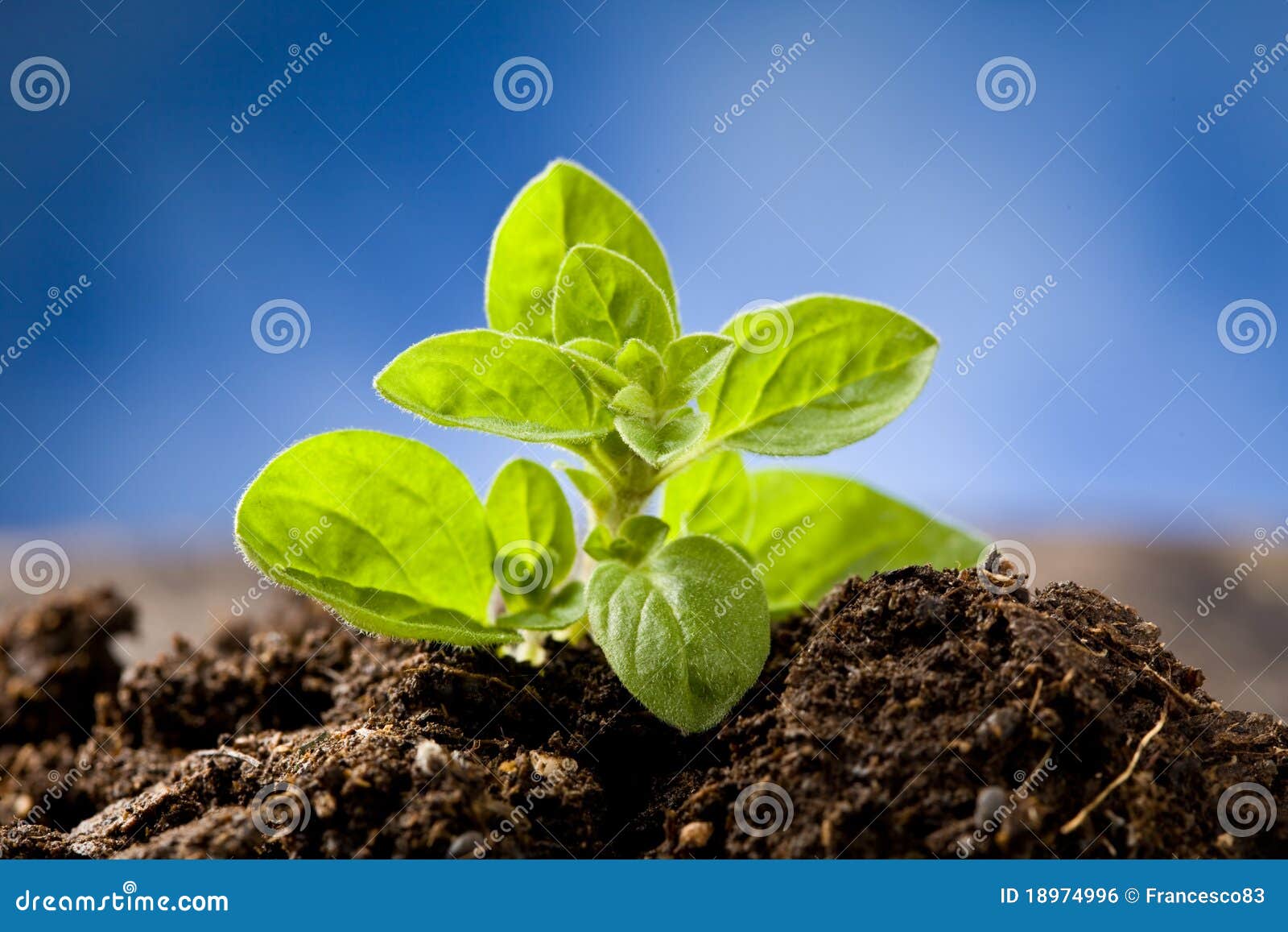 Small Oregano Plant stock photo. Image of organic, yard 18974996