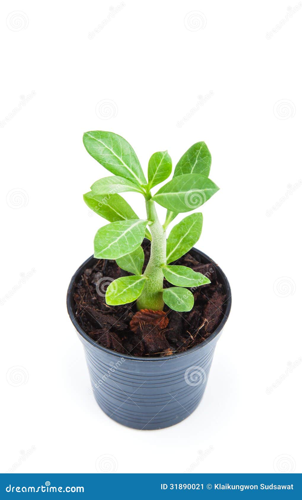  Small  Ornamental  Plants  Sprout On White Background Stock 