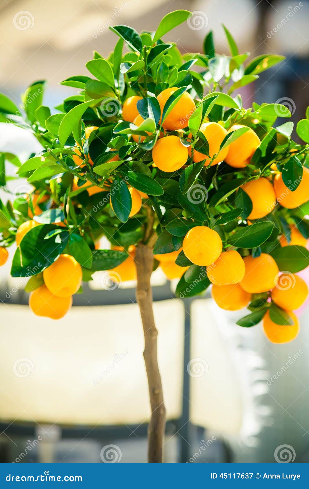 Small Ornamental Tangerine Tree Stock Image Image of sweet, freshness