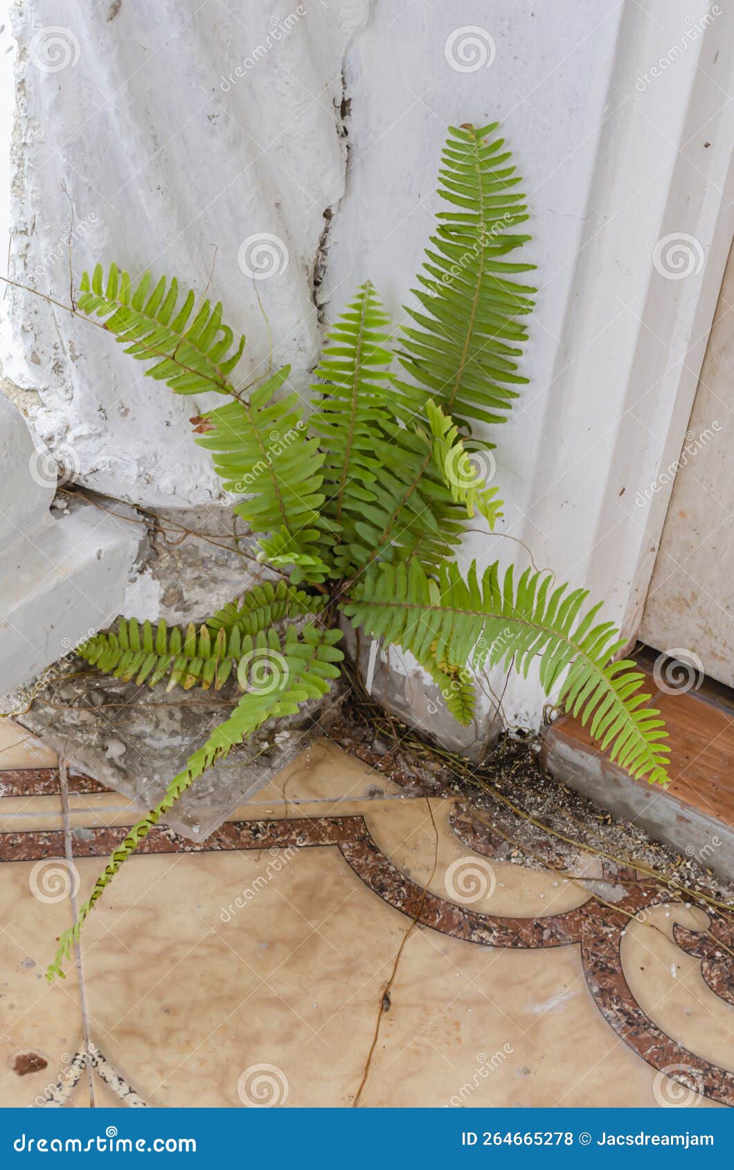 small ostrich fern plant