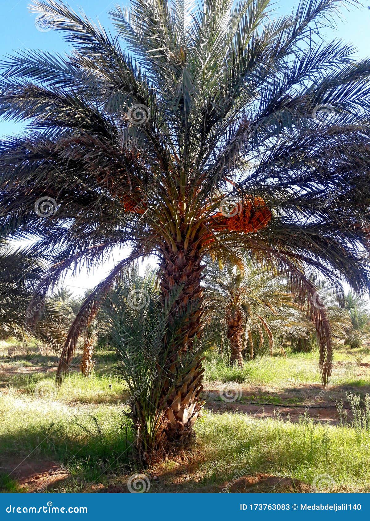small palm tree with   dates salks in the oasis of figuig