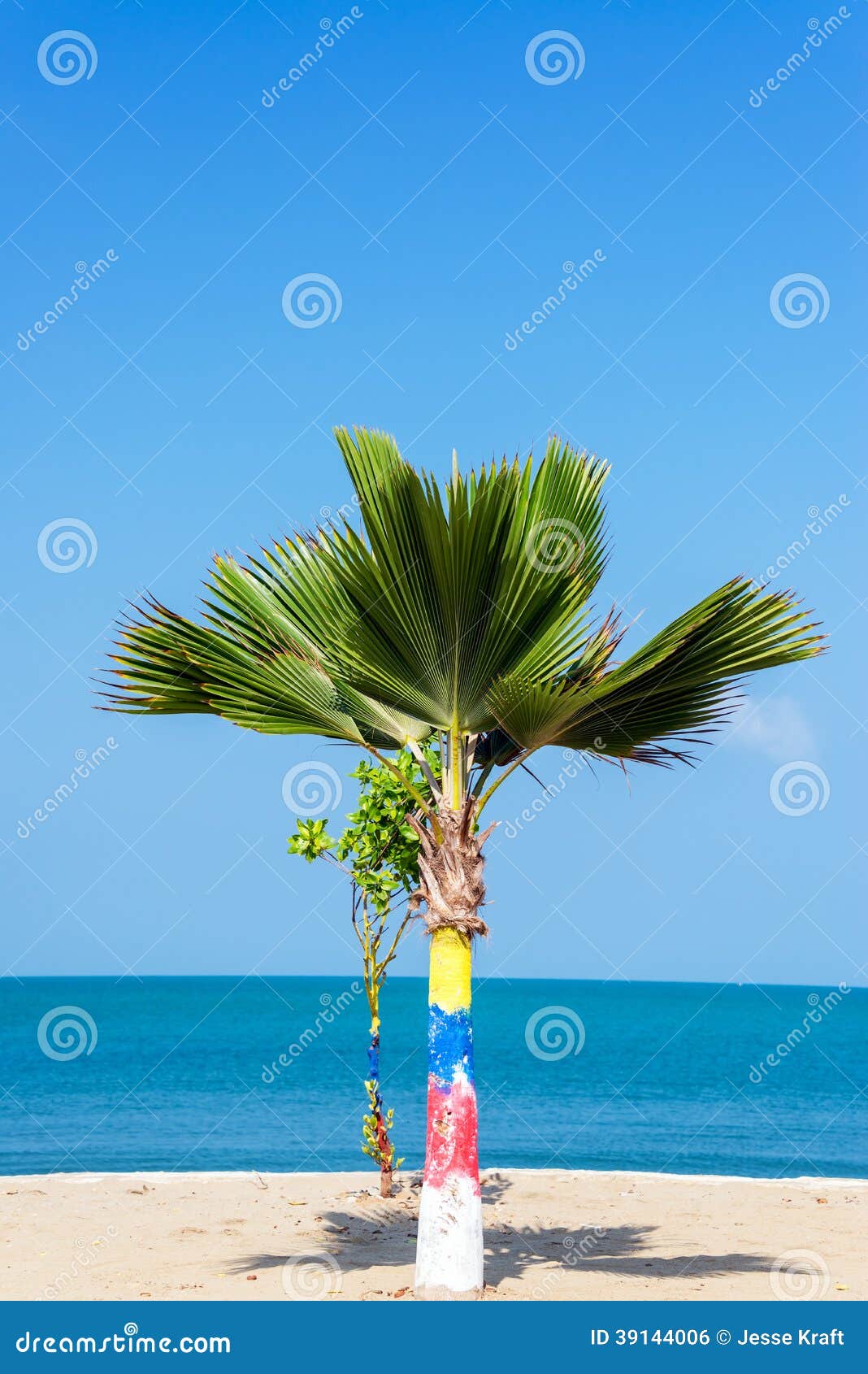 small palm tree