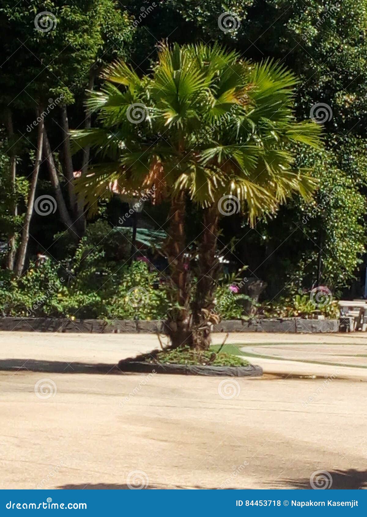 Small Palm Tree Stock Photo Image Of Area Leaves Gardens 84453718