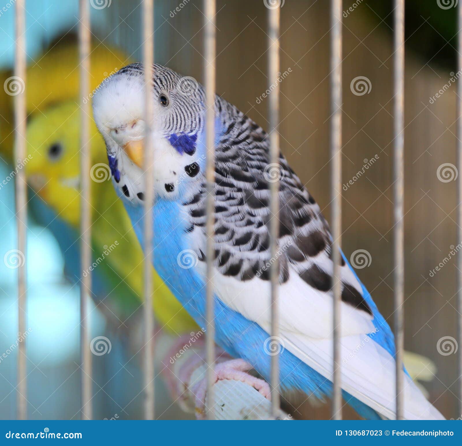 parakeet pet store