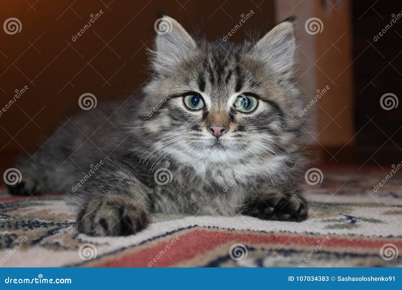 small pet cat kitten