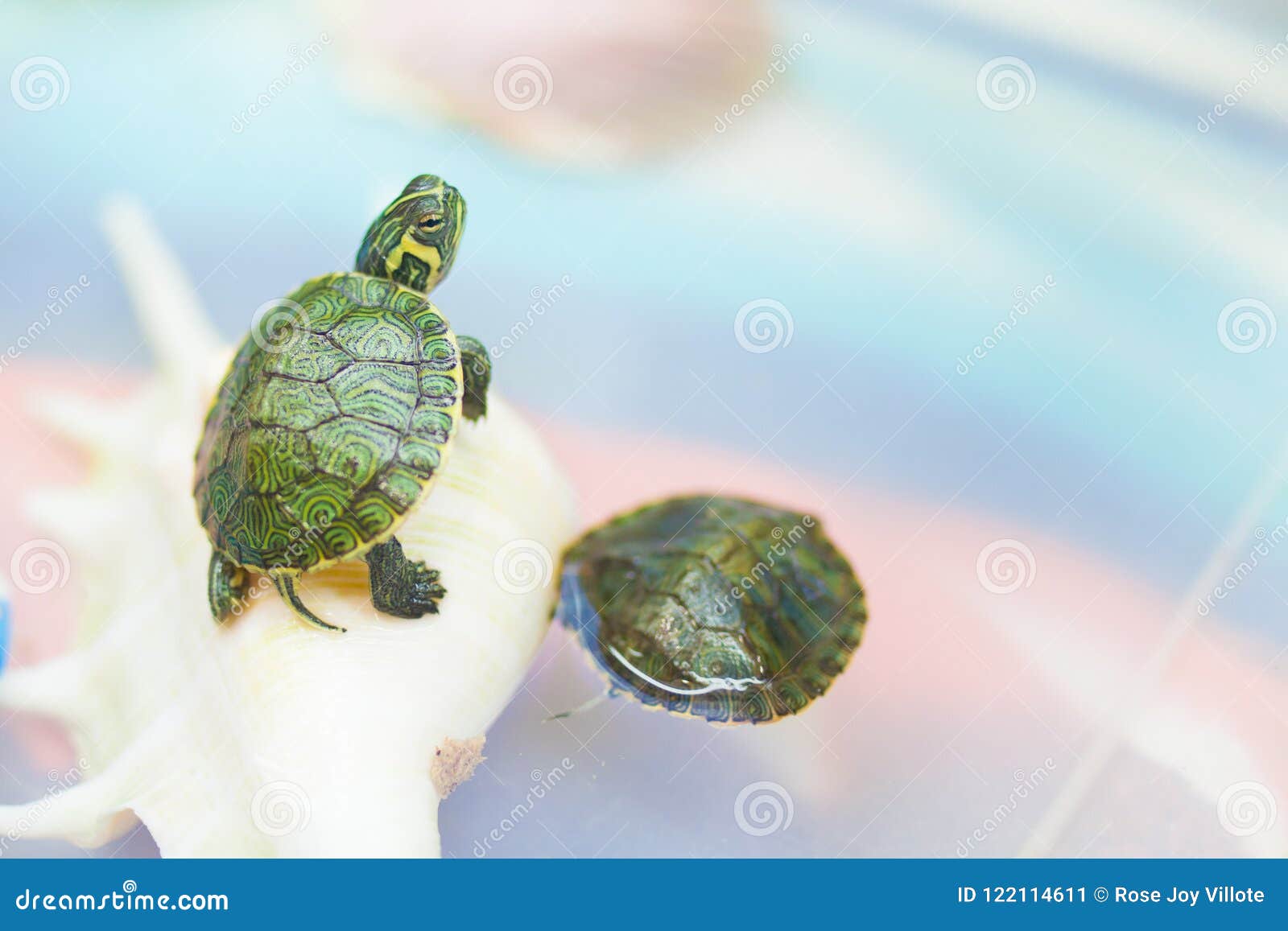 turtle in pet shop