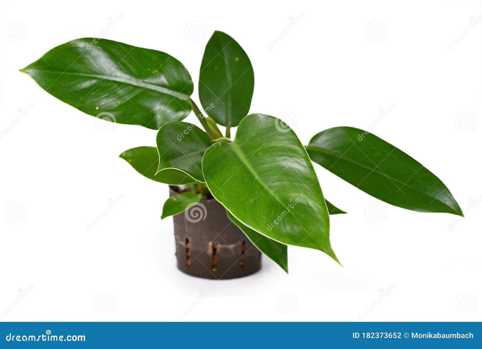 small `philodendron imperial green` house plant in hydroponics flower pot on white background