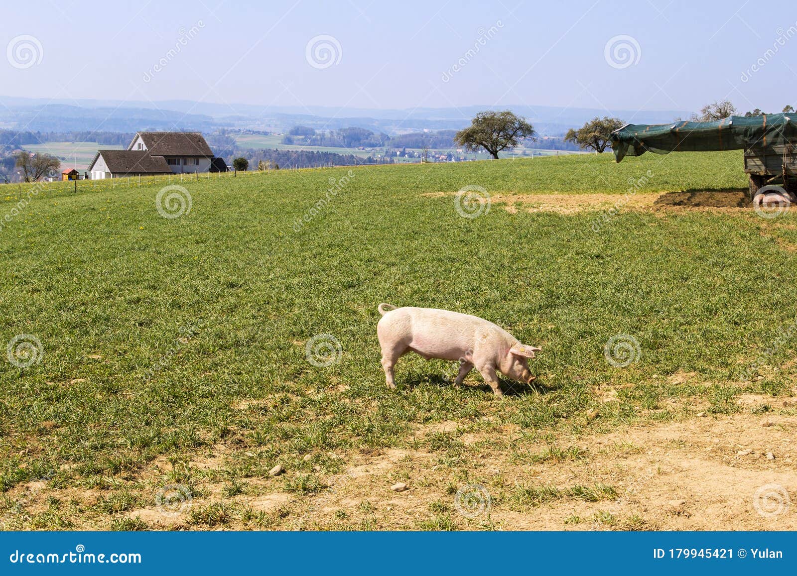 A small pig walking in open land pig farm - field-grown pigs are healthy agricultural products