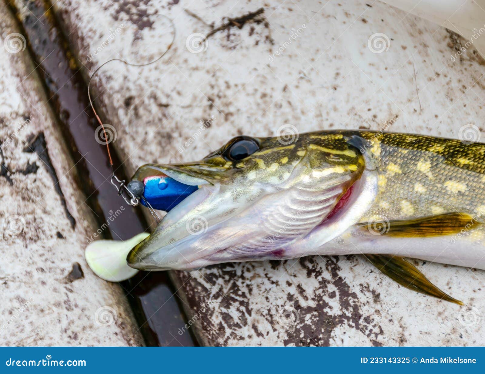 https://thumbs.dreamstime.com/z/small-pike-boat-floor-fishing-concept-picture-small-pike-boat-floor-fishing-concept-233143325.jpg