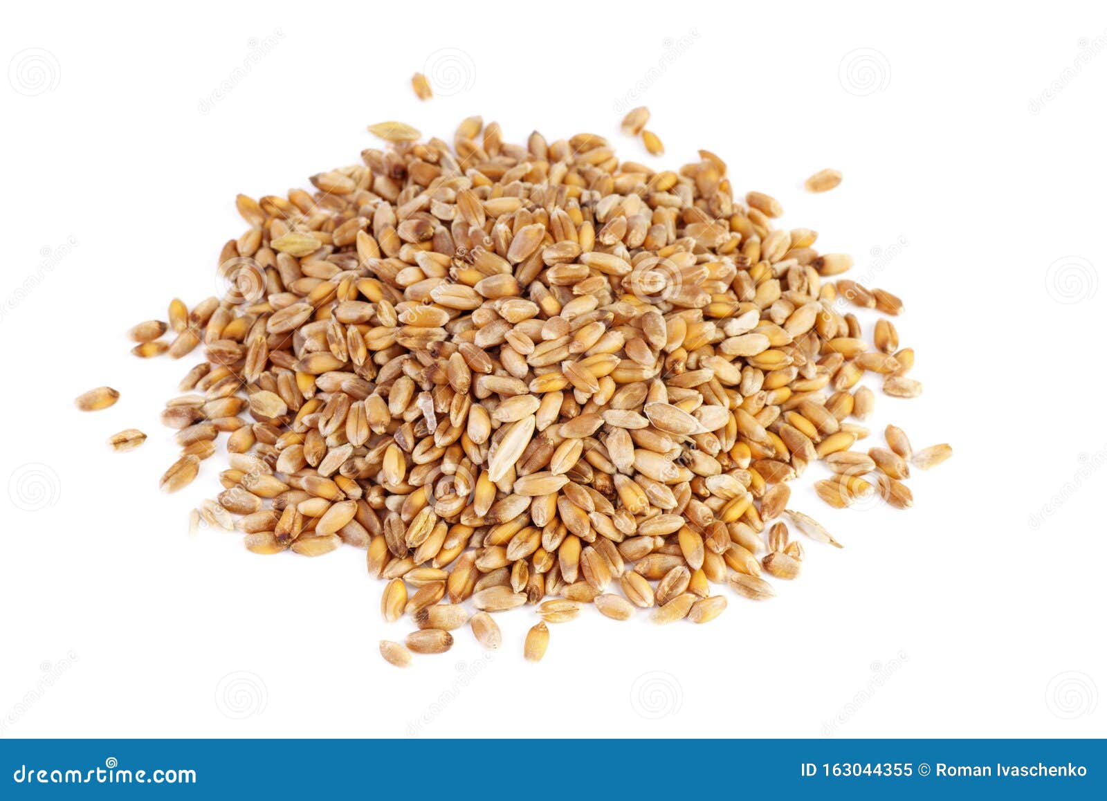 Small Pile of Barley Grains Stock Image - Image of vegetarian, small ...