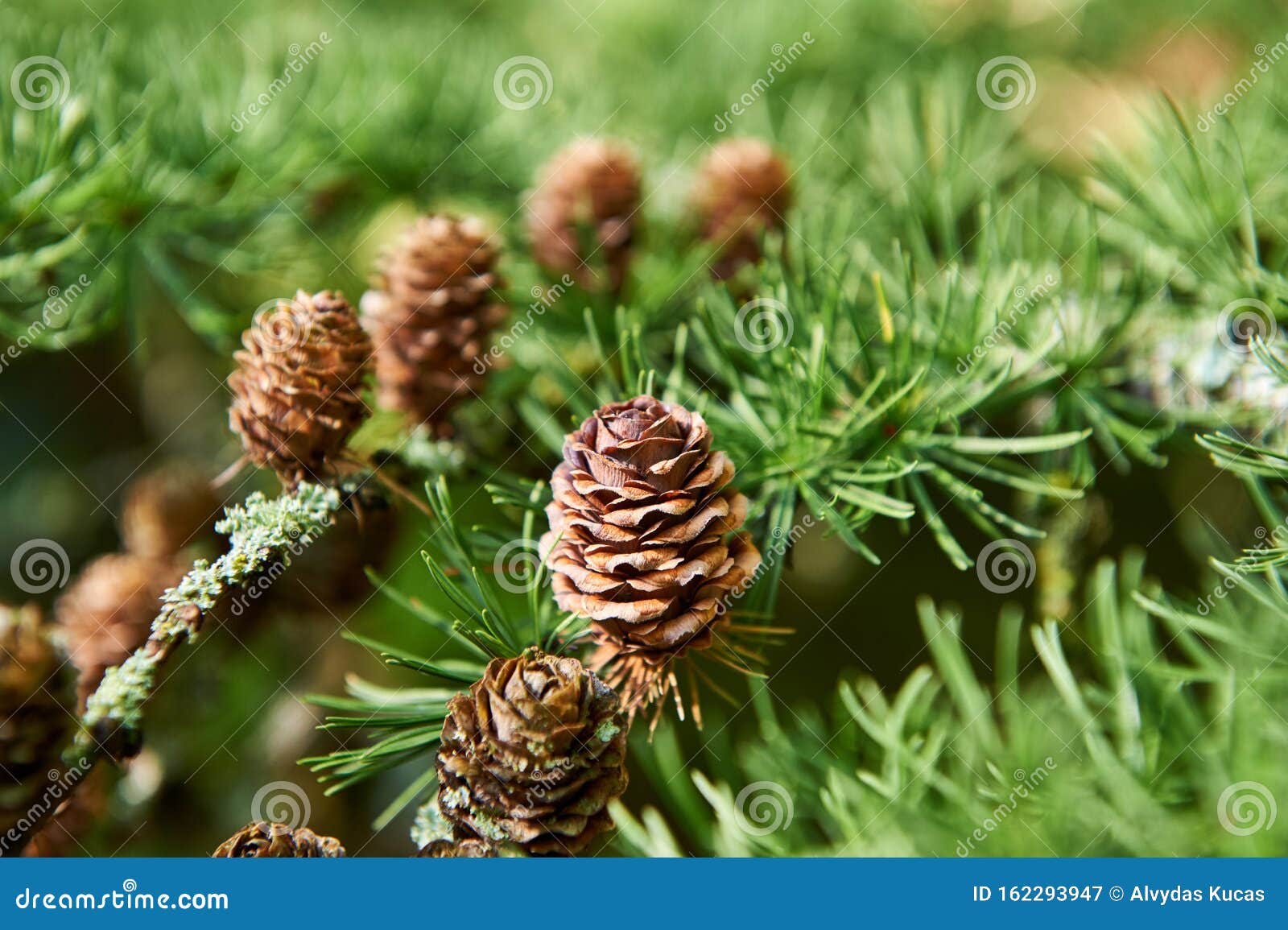 Small Pine Cones in the Wild Stock Image - Image of environment, brown:  162293947