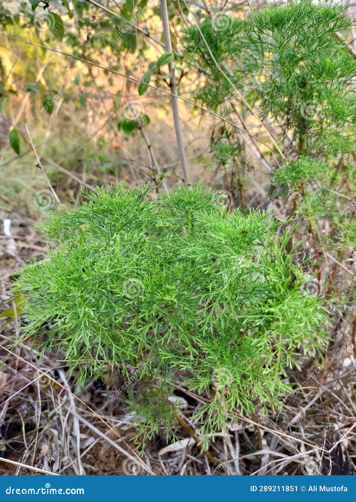 Small Pine Tree with Dense Leaves Stock Image Image of forest, garden