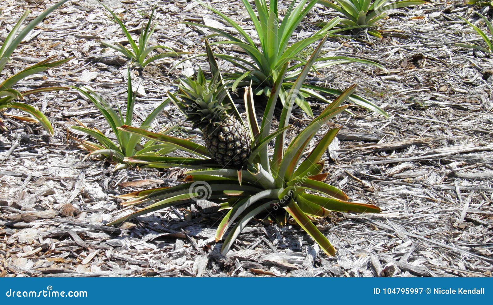 Pineapple at Jupiter Lighthouse Park Stock Image Image of lighthouse