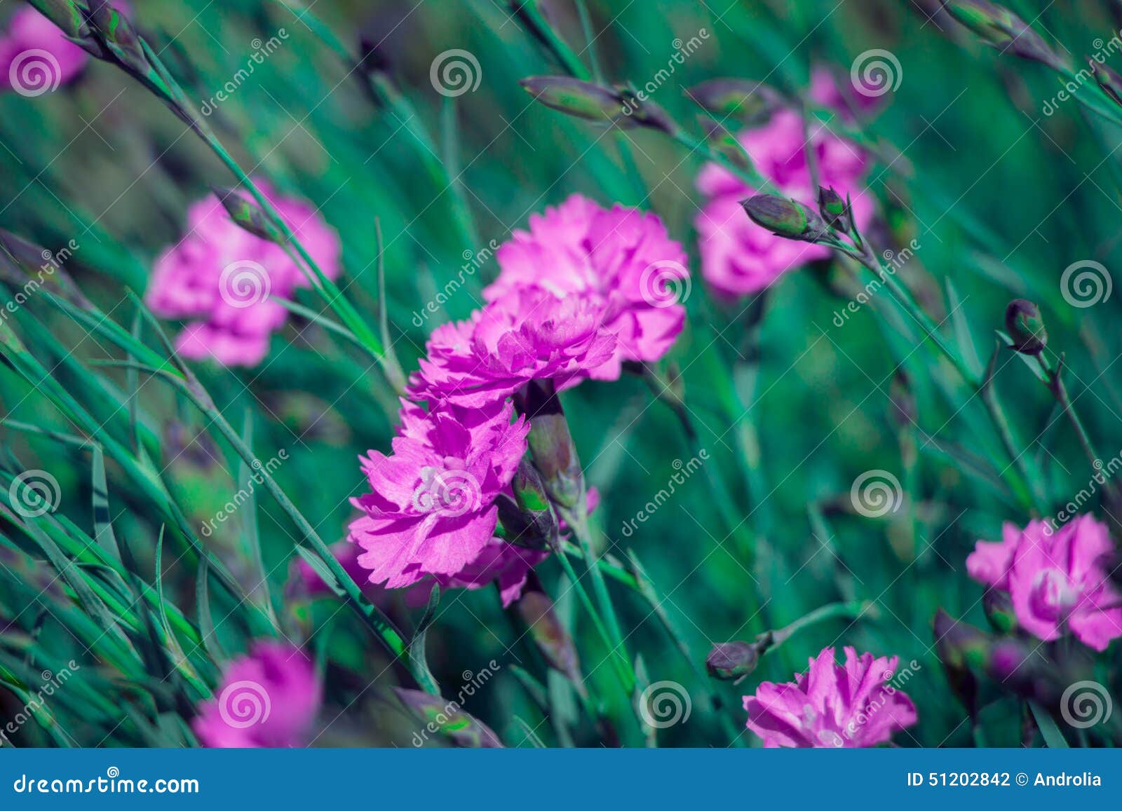 Small Pink Carnations (Dianthus) As a Background Stock Photo - Image of ...