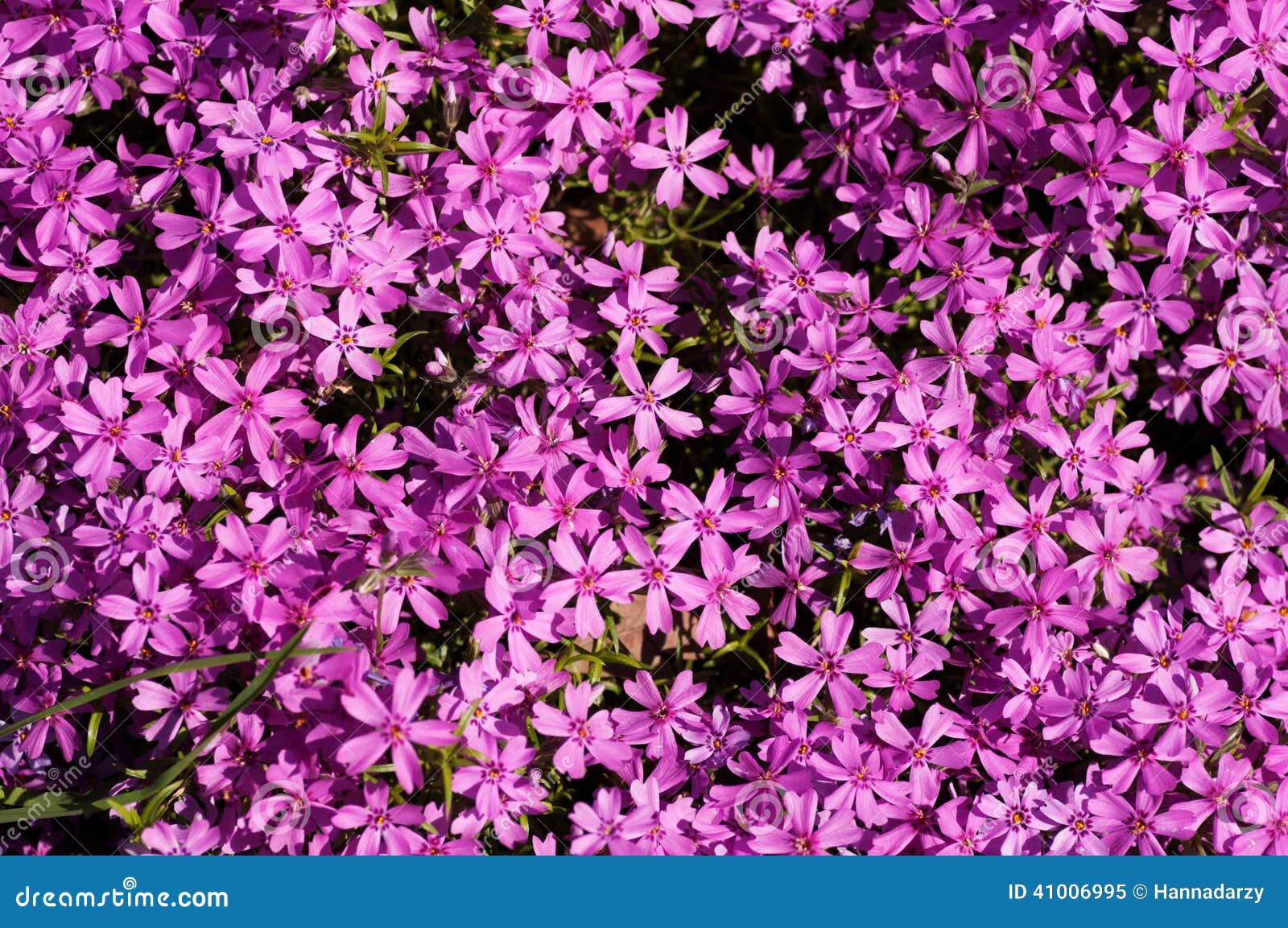 Small pink flowers stock image. Image of summer, flower 41006995