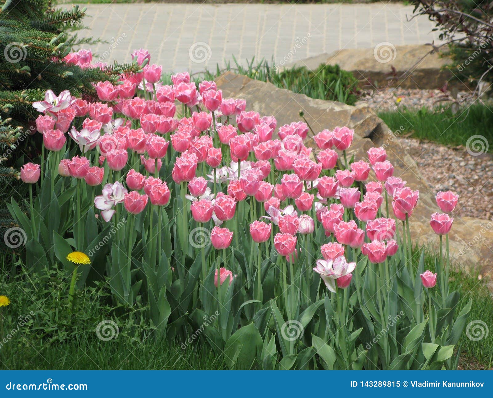 Pink-white Tulip Flowers in the Flowerbed Stock Image - Image of tulips ...